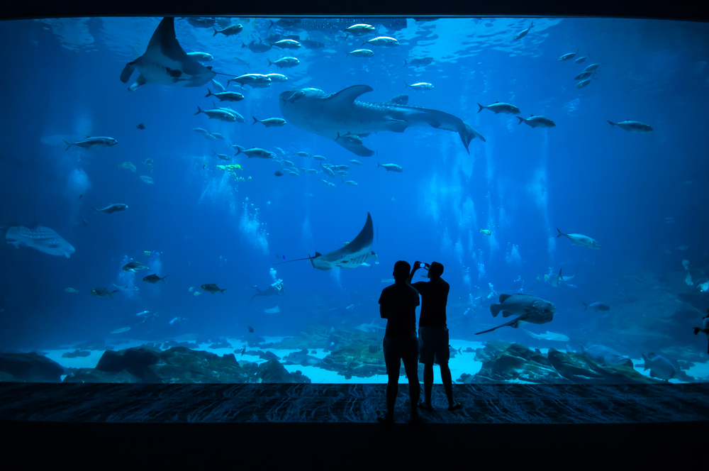 Check Out The New England Aquarium in Boston